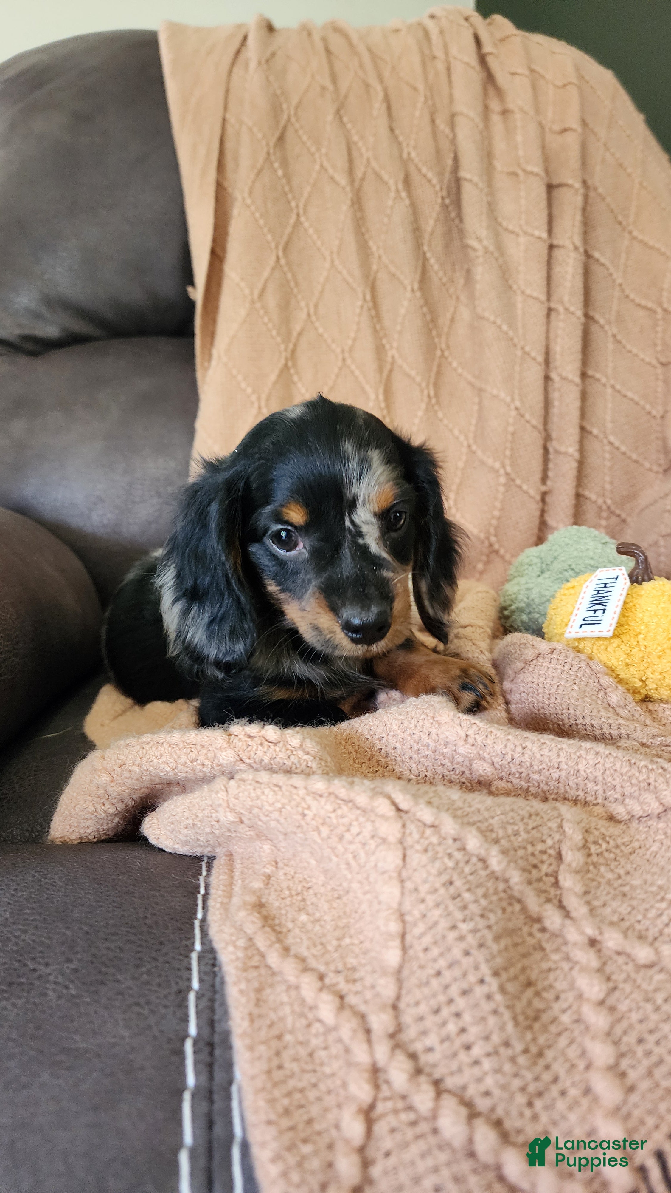 Dachshund dogs Trixie - Ad 1