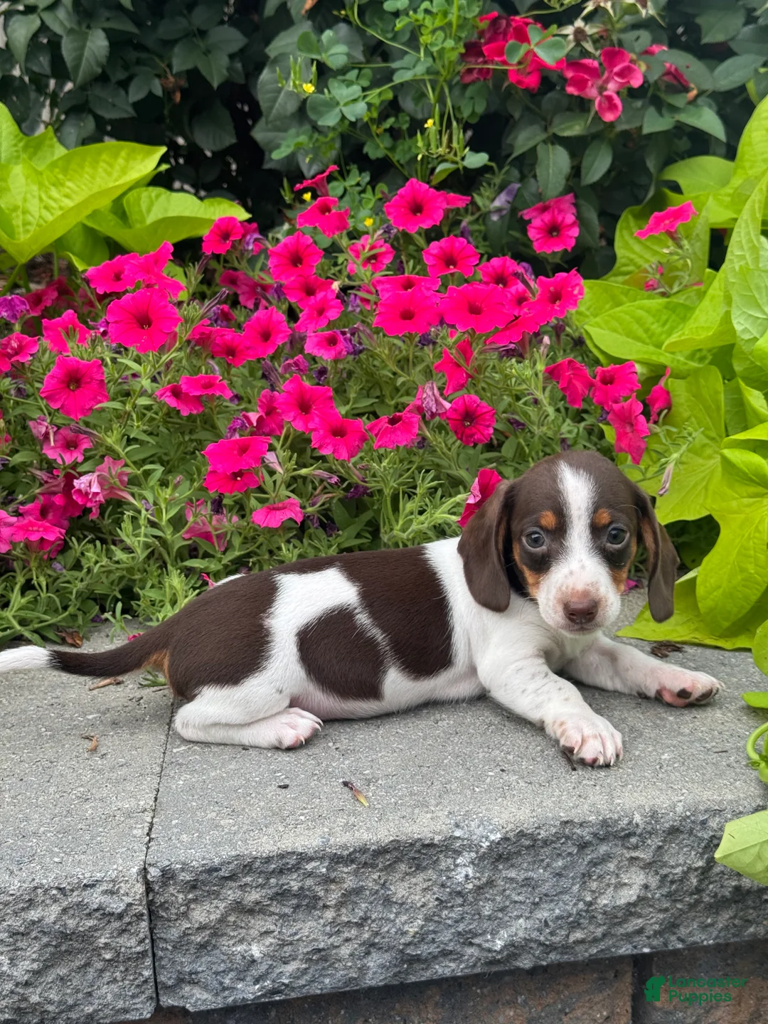 Miniature Dachshund dogs for sale: Diva - Ad 5