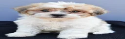 Teddy Bear dogs for sale: Ty - Ad 4