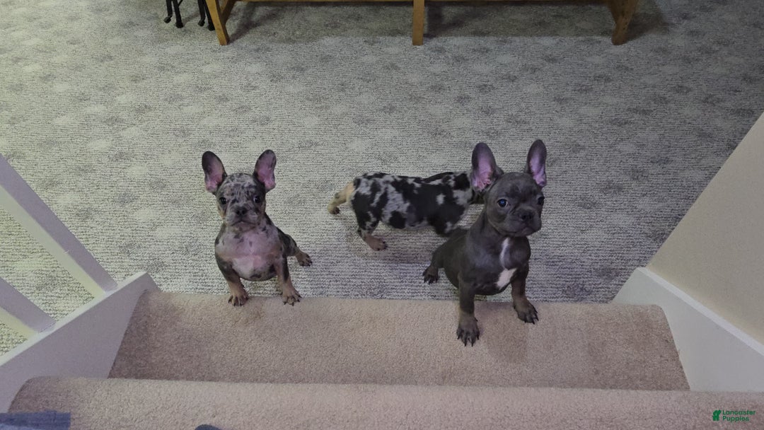 French Bulldog dogs for sale: Remi - Ad 4