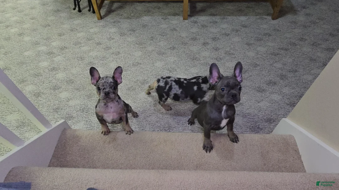 French Bulldog dogs for sale: Remi - Ad 6