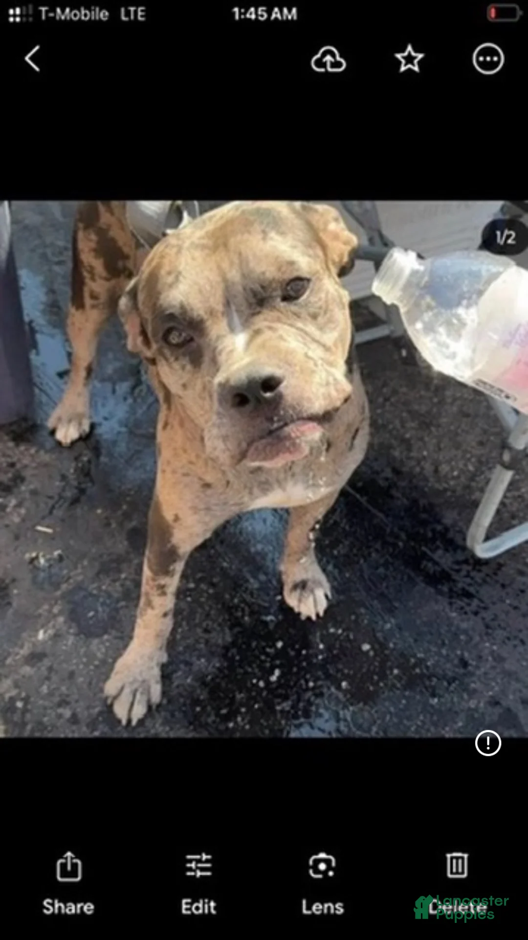 American Bully dogs for sale: American Bully 1 - Ad 2