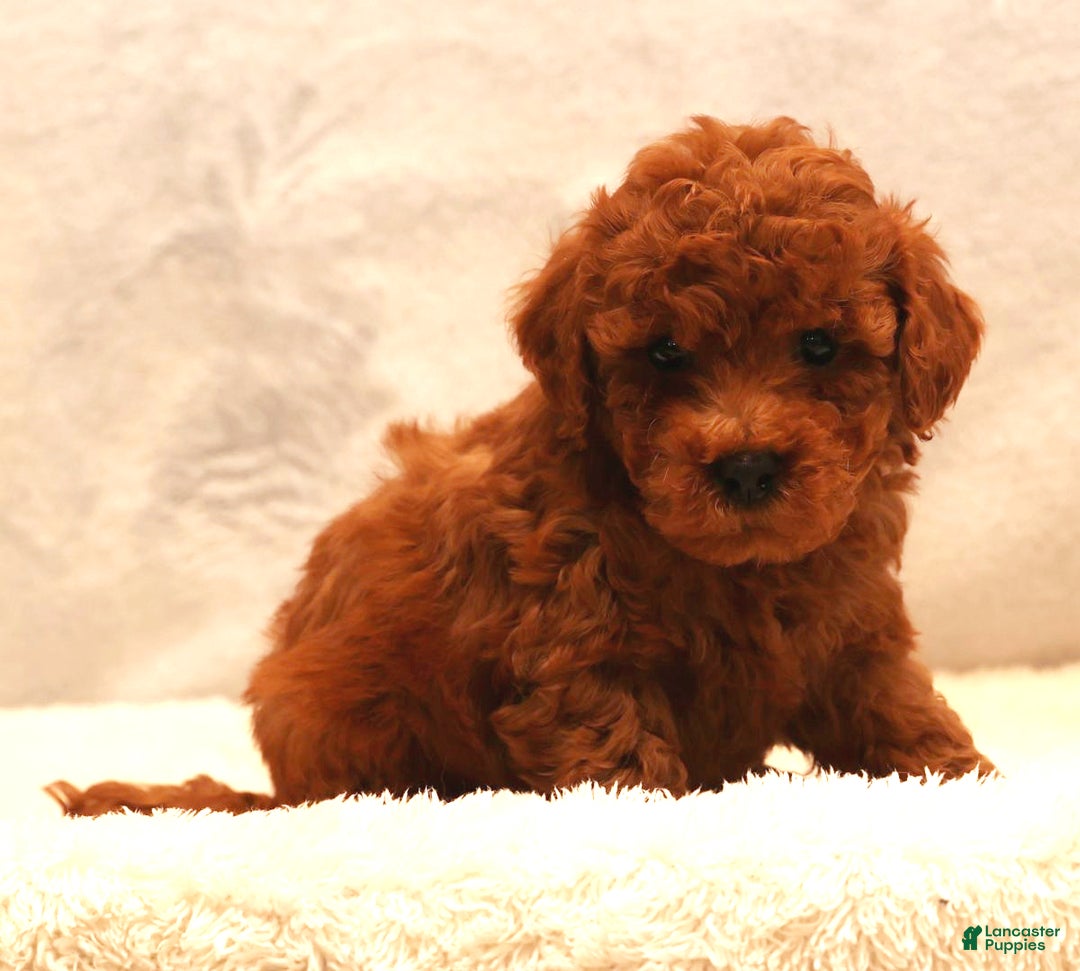 Bichpoo dogs for sale: Elliot - Ad 8