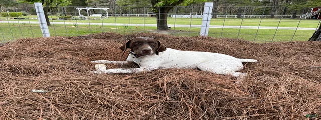 Maggie