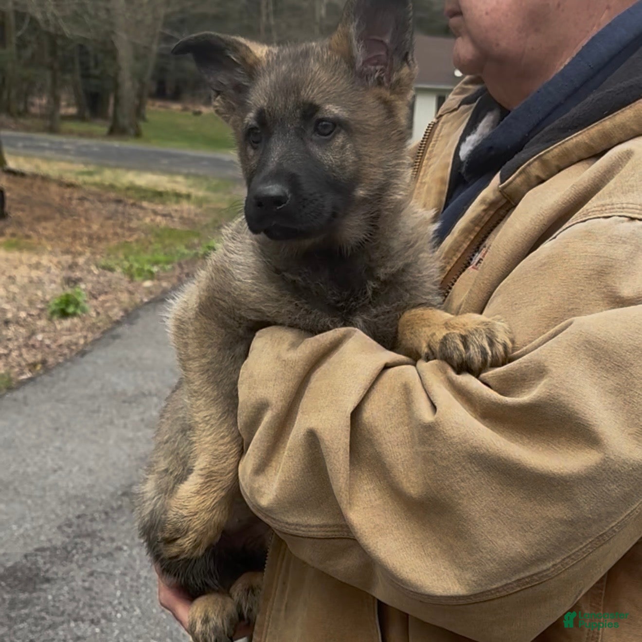 German Shepherd dogs TULITA - Ad 2