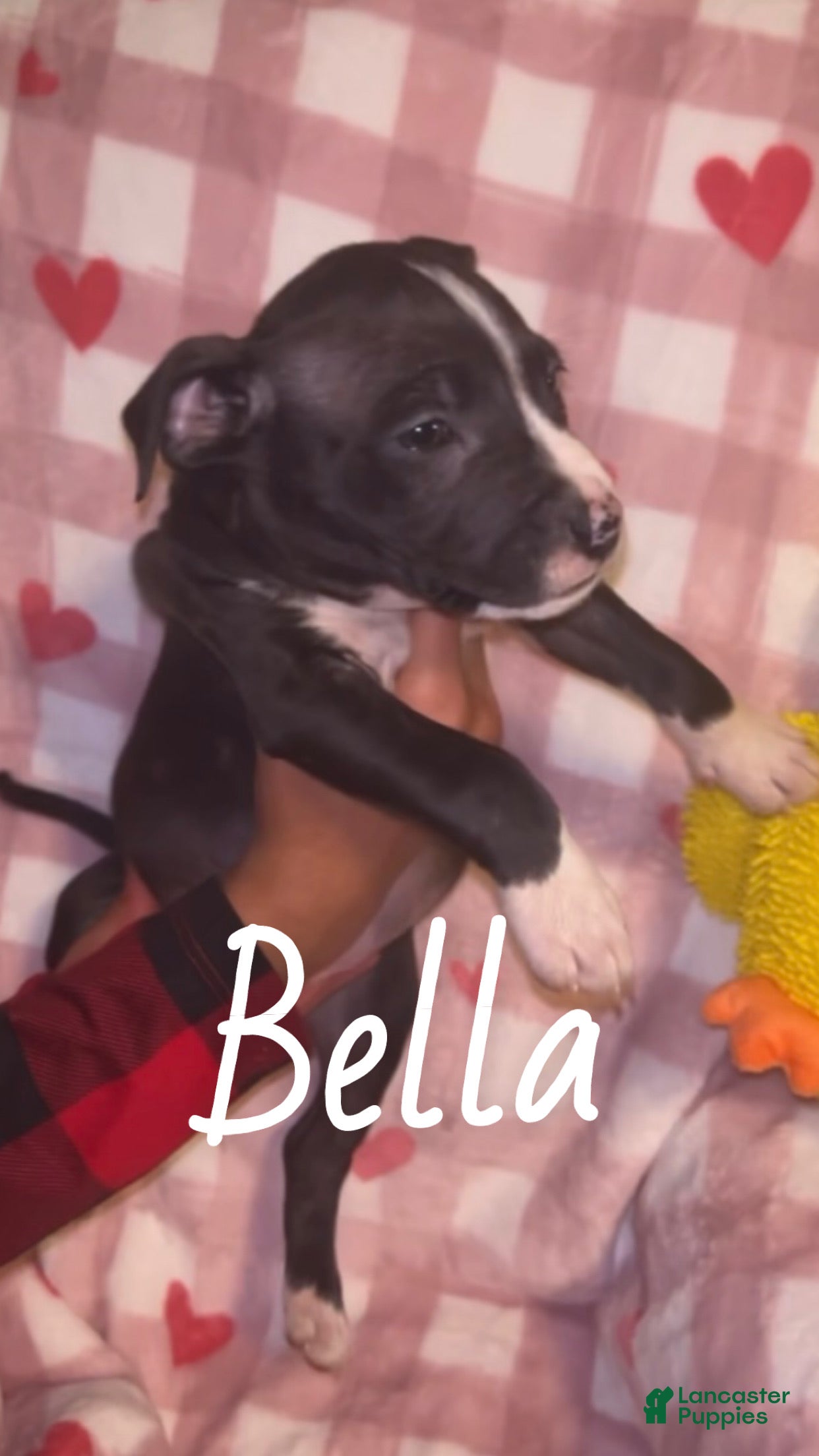 American Pit Bull Terrier dogs Bella - Ad 2