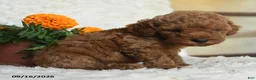 Miniature Poodle dogs for sale: Nevin - Ad 5