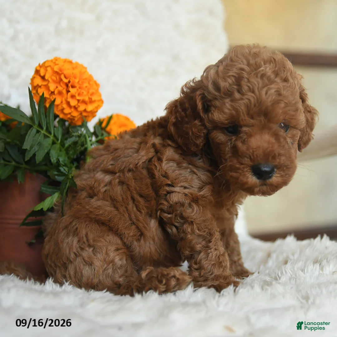 Miniature Poodle dogs for sale: Nevin - Ad 5