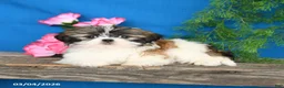 Shih Tzu dogs for sale: Buddy - Ad 3