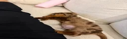 Miniature Dachshund dogs for sale: Miniature Long Haired Dapple Dachshund  - Ad 12