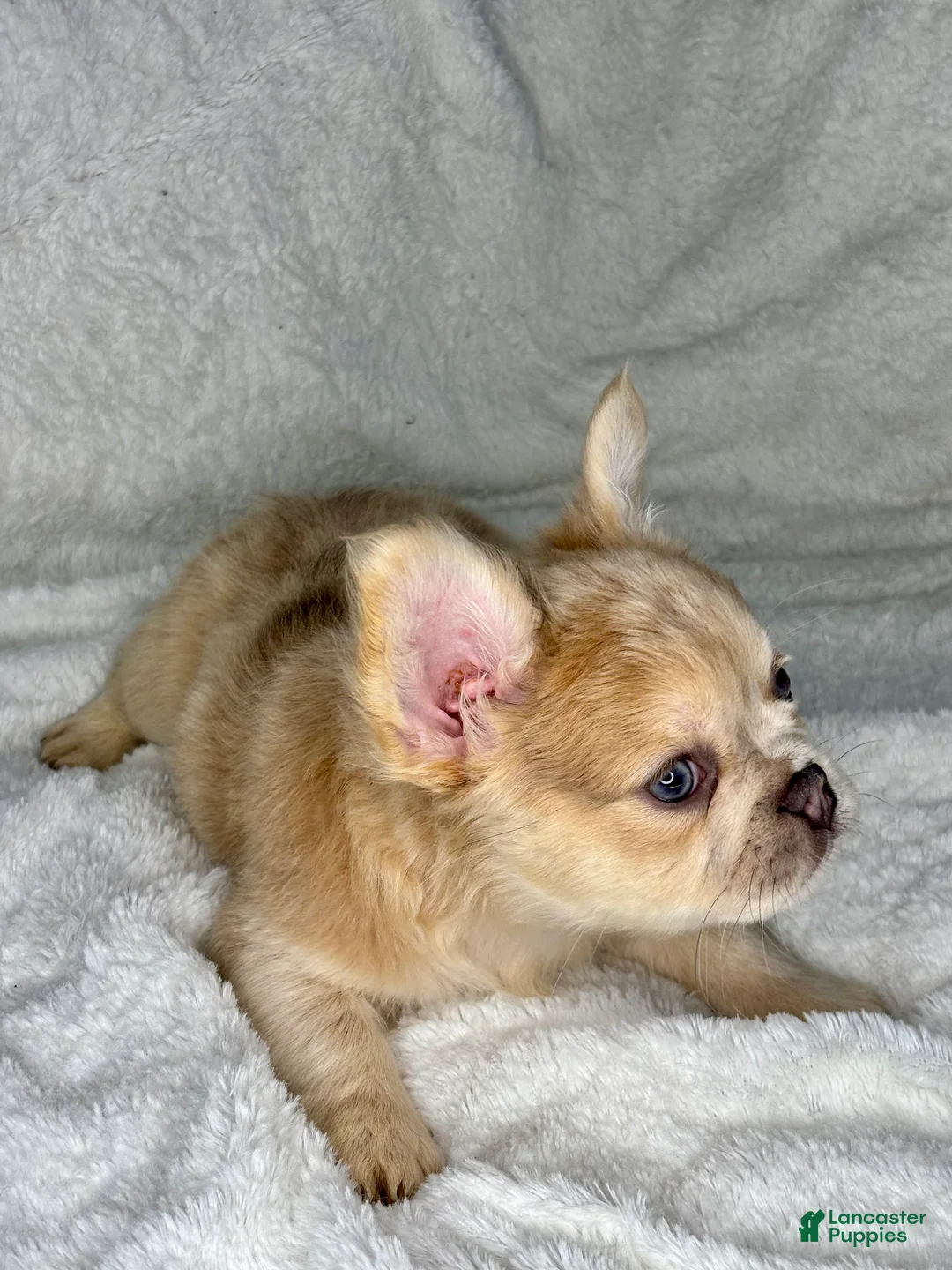 French Bulldog dogs for sale: Winnie - Ad 1