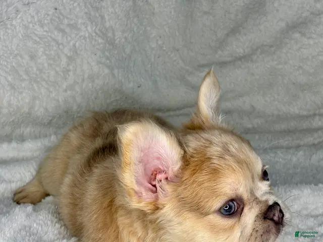 French Bulldog dogs for sale: Winnie - Ad 1