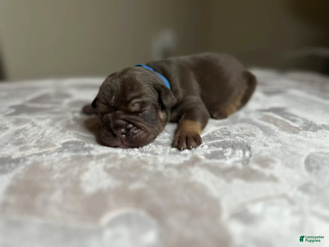 English Bulldog dogs for sale: Apollo  - Ad 3