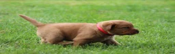 Labrador Retriever dogs for sale: Labrador Retriever 3 - Ad 5