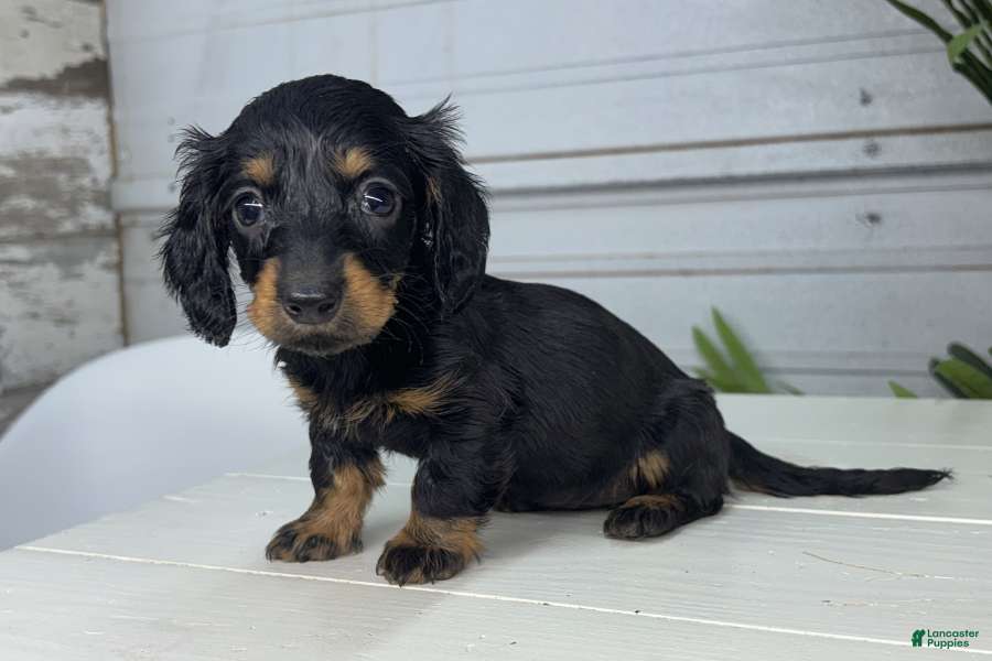 Miniature Dachshund dogs for sale: Amy - Ad 3