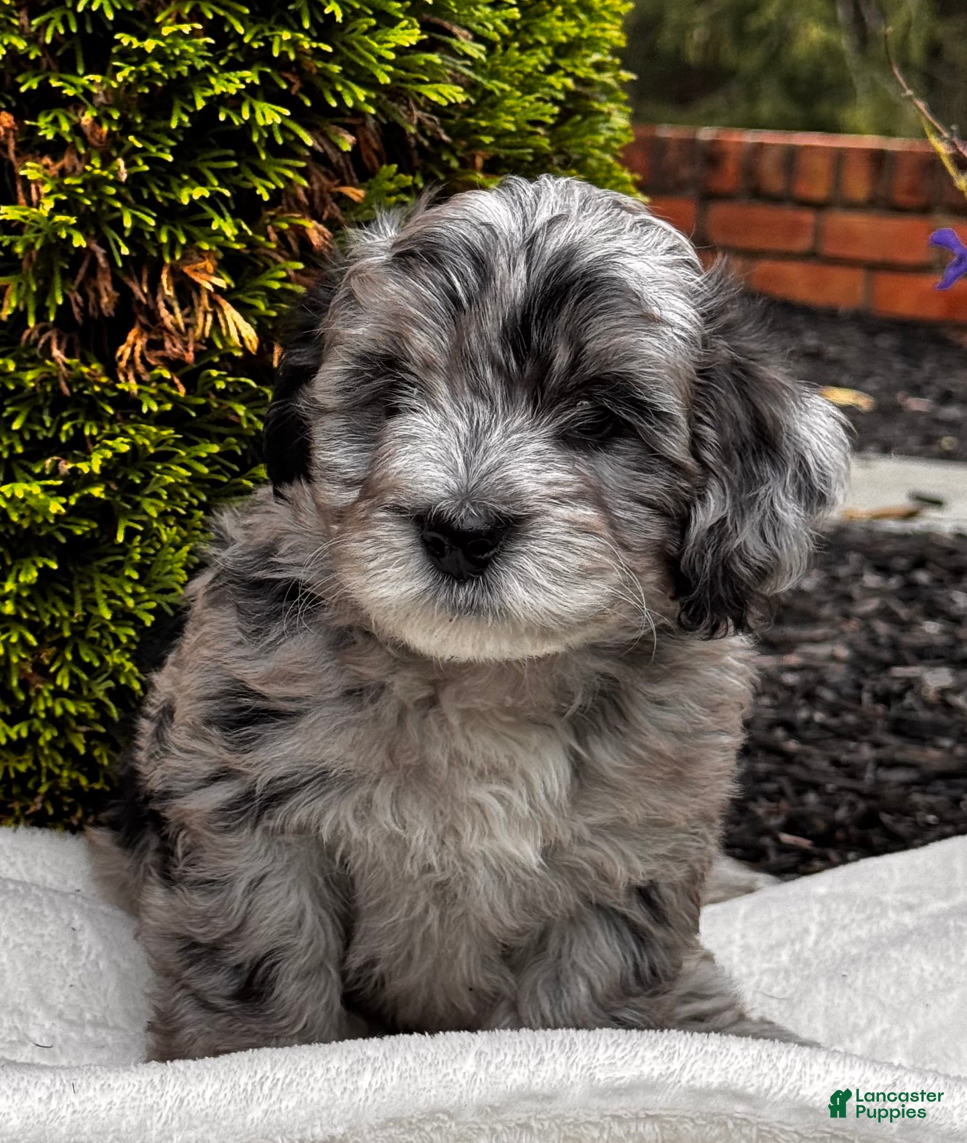 Mini Aussiedoodle dogs Wesley 🐾 - Ad 2