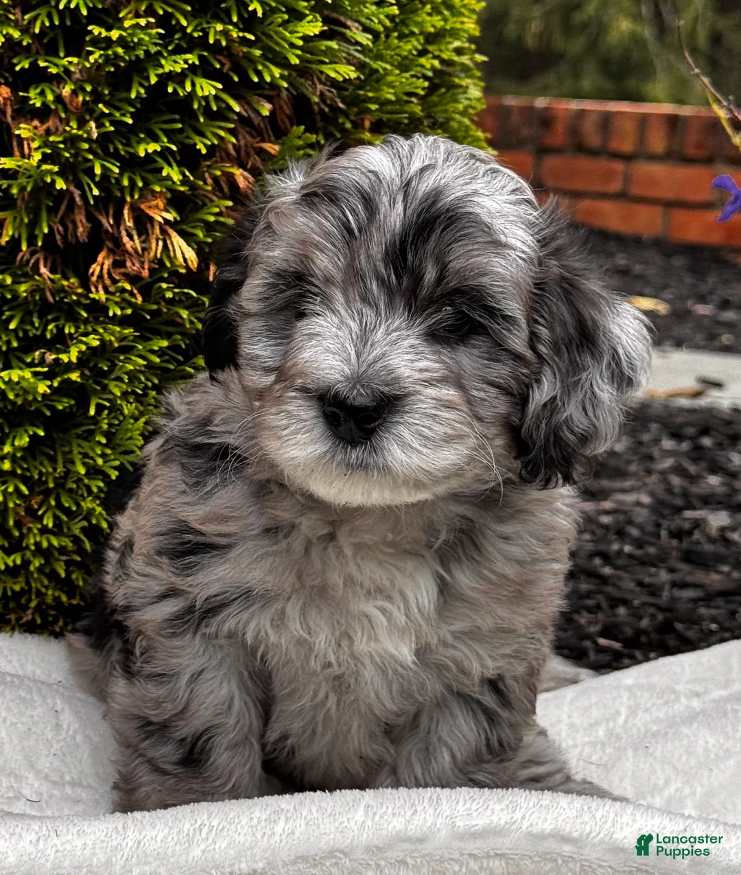 Mini Aussiedoodle dogs for sale: Wesley 🐾 - Ad 2