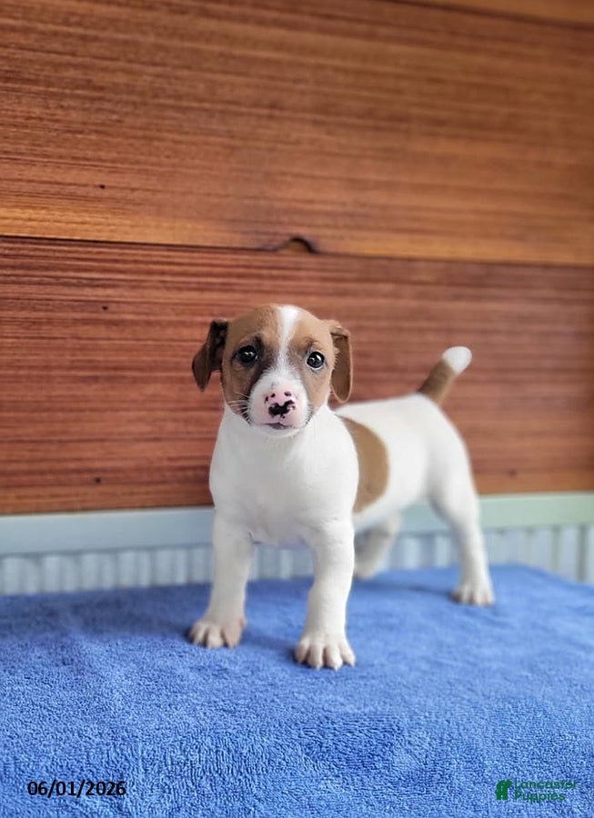 Jack Russell Terrier dogs for sale: Sally - Ad 2