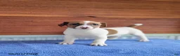Jack Russell Terrier dogs for sale: Sally - Ad 1