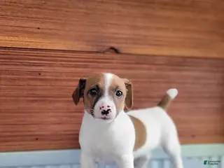 Jack Russell Terrier dogs for sale: Sally - Ad 2