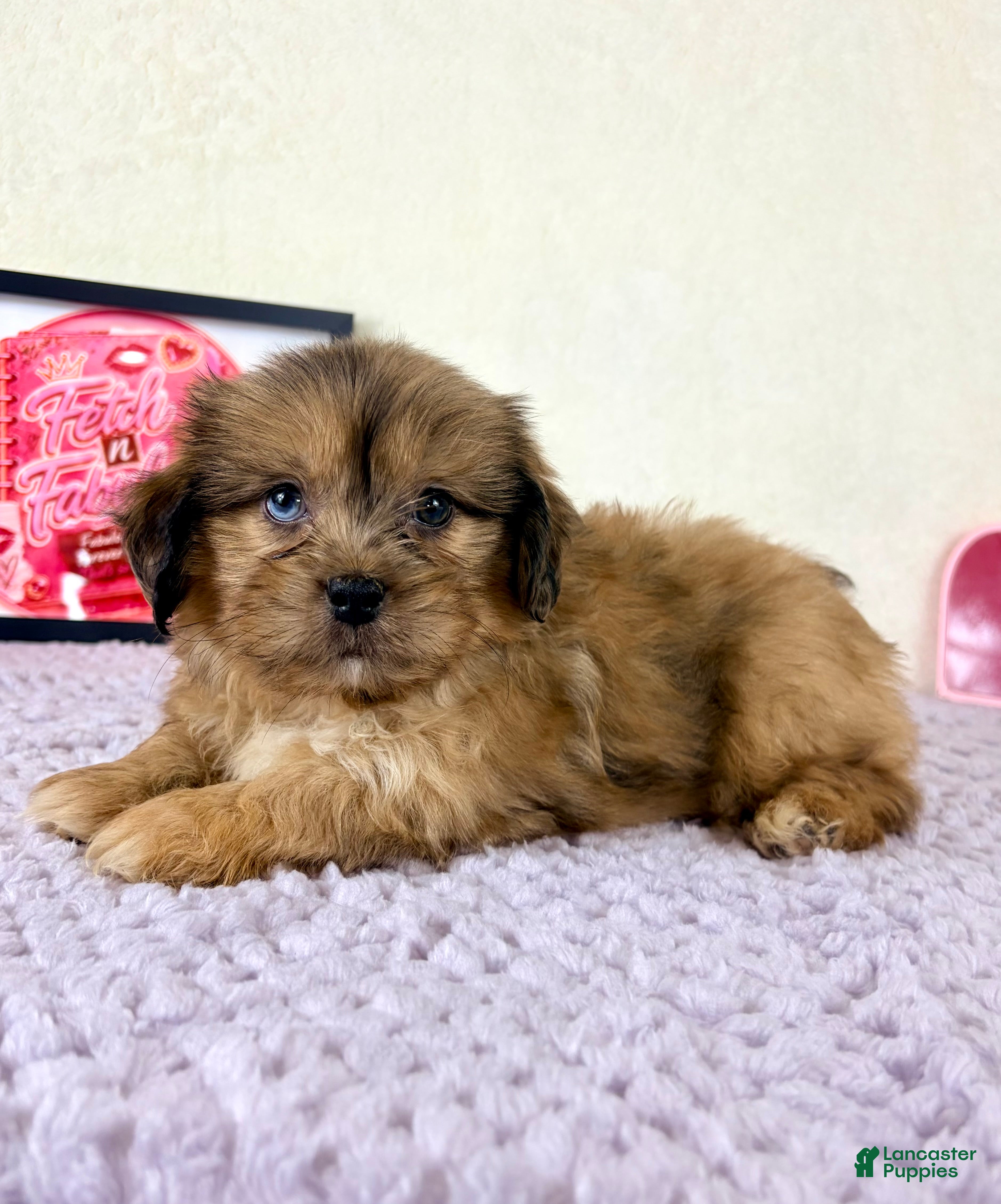 Shihpoo dogs Damian - Ad 4