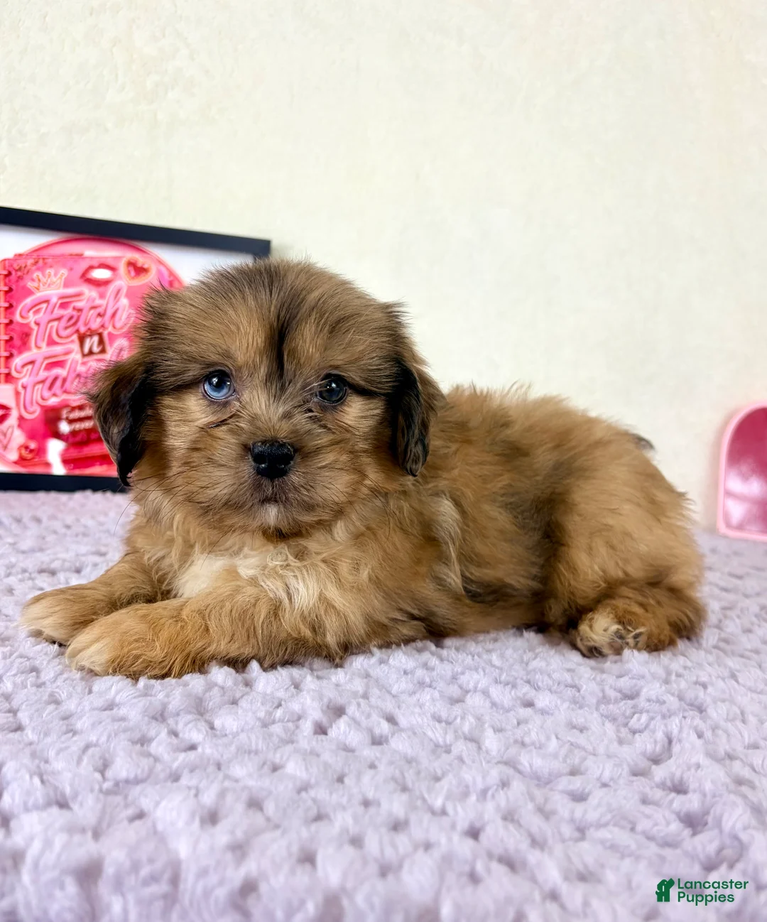 Shihpoo dogs for sale: Damian - Ad 1