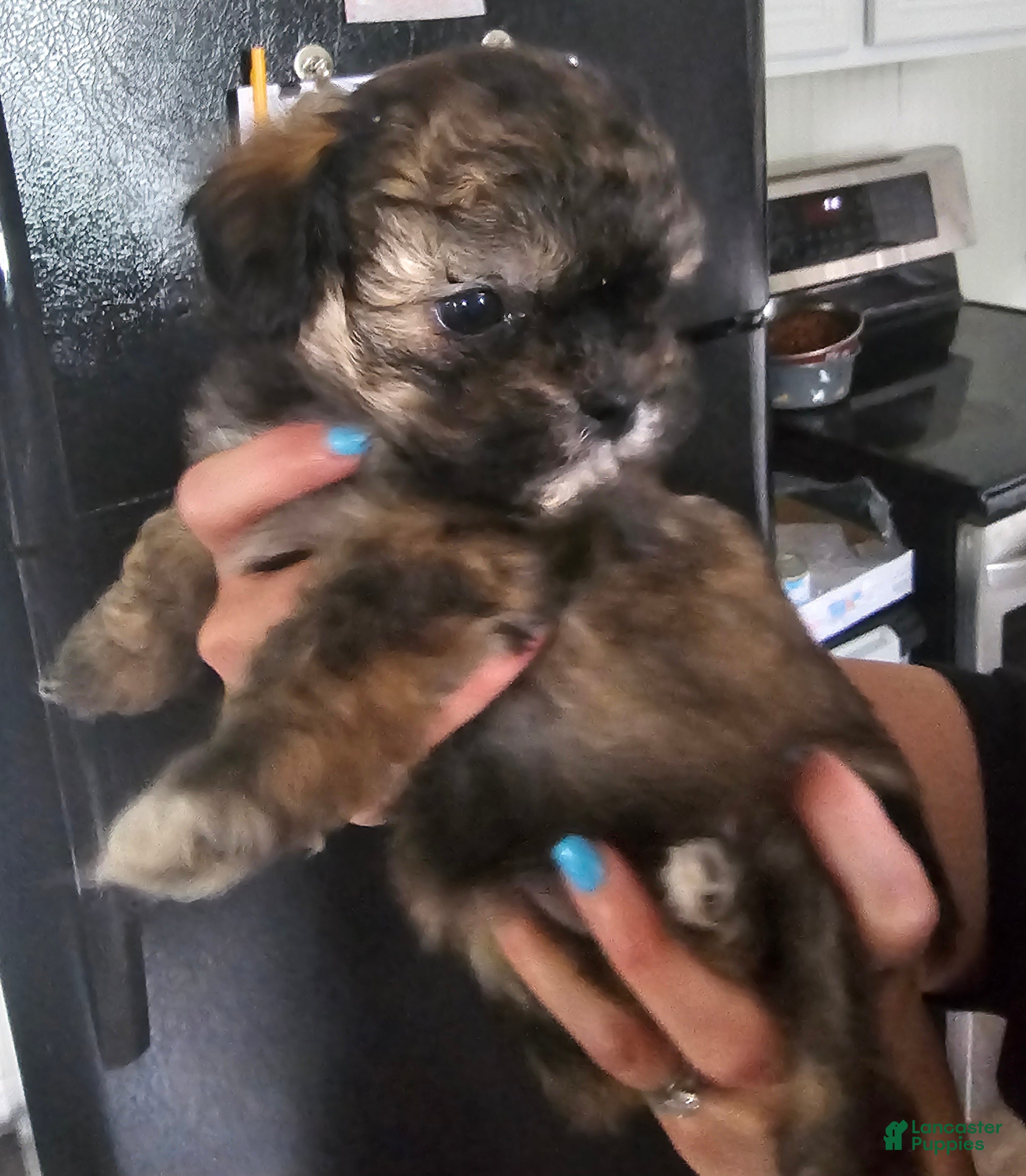 Teddy Bear dogs Ava - Ad 23