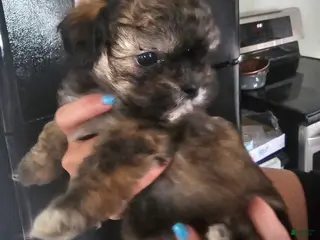 Teddy Bear dogs Ava - Ad 11