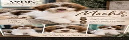 Mini Bernedoodle dogs for sale: Mocha Trained  - Ad 3