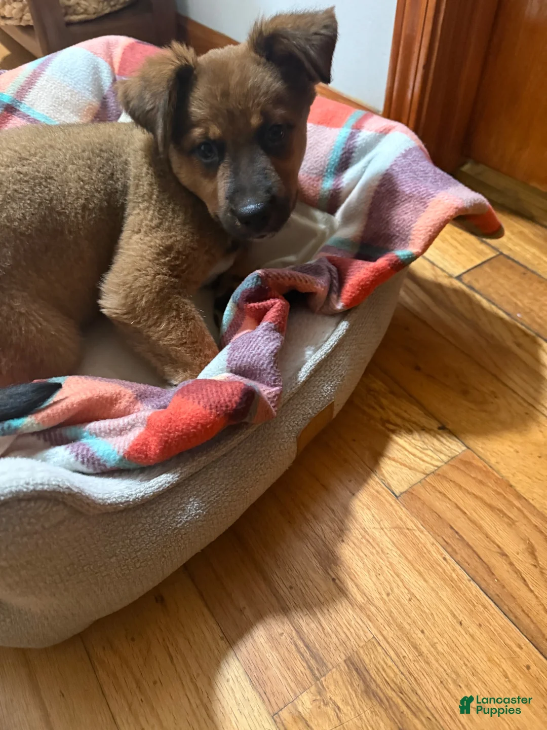Mixed Breed dogs for sale: Mixed Breed 1 - Ad 2