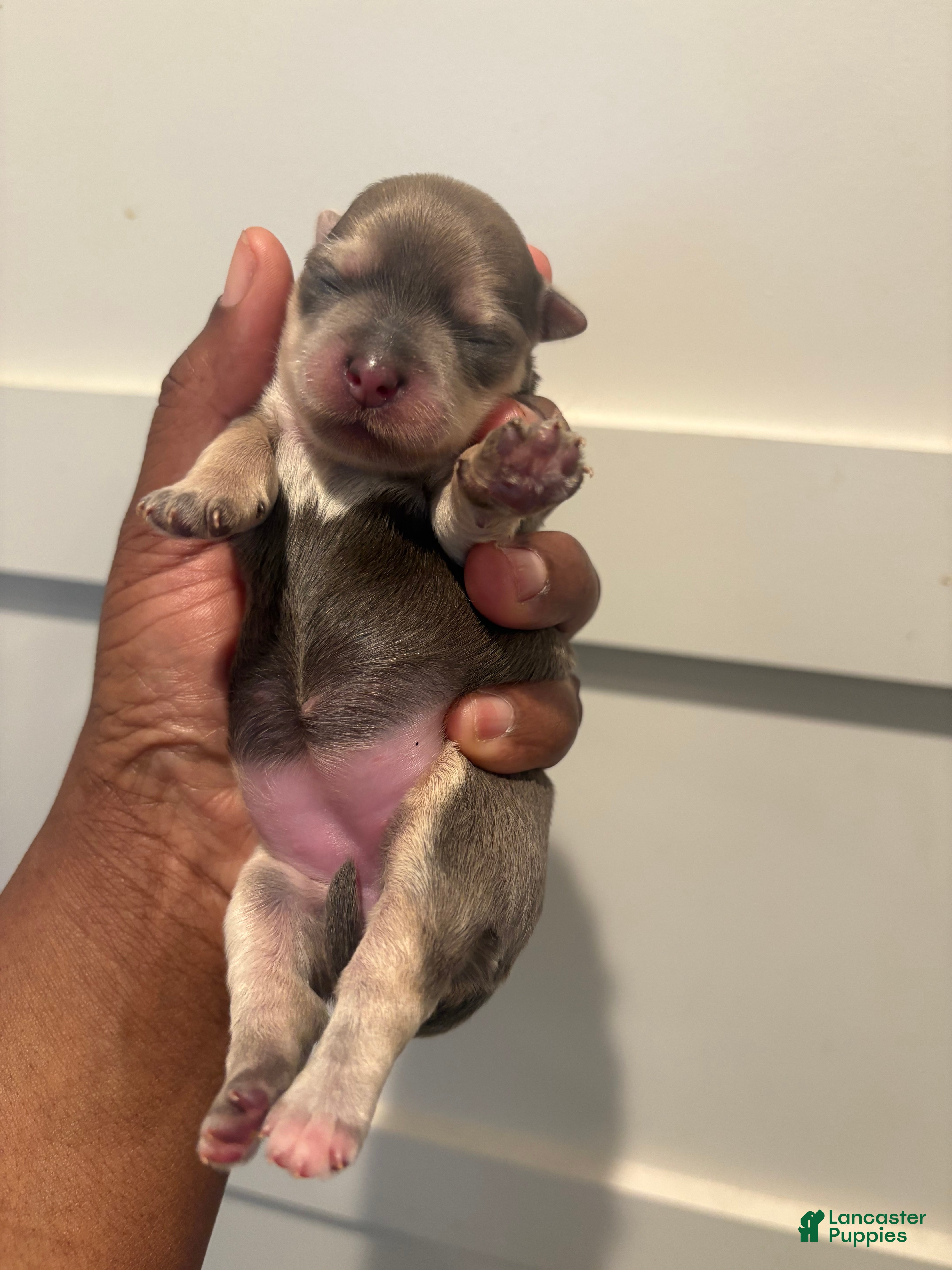 Morkie dogs Gucci bloom - Ad 1