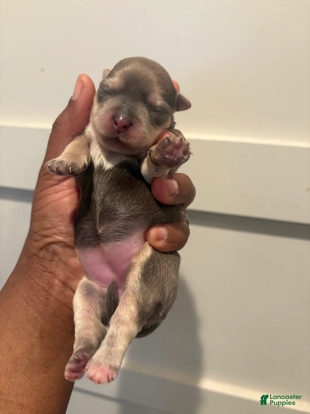 Morkie dogs for sale: Gucci bloom - Ad 1