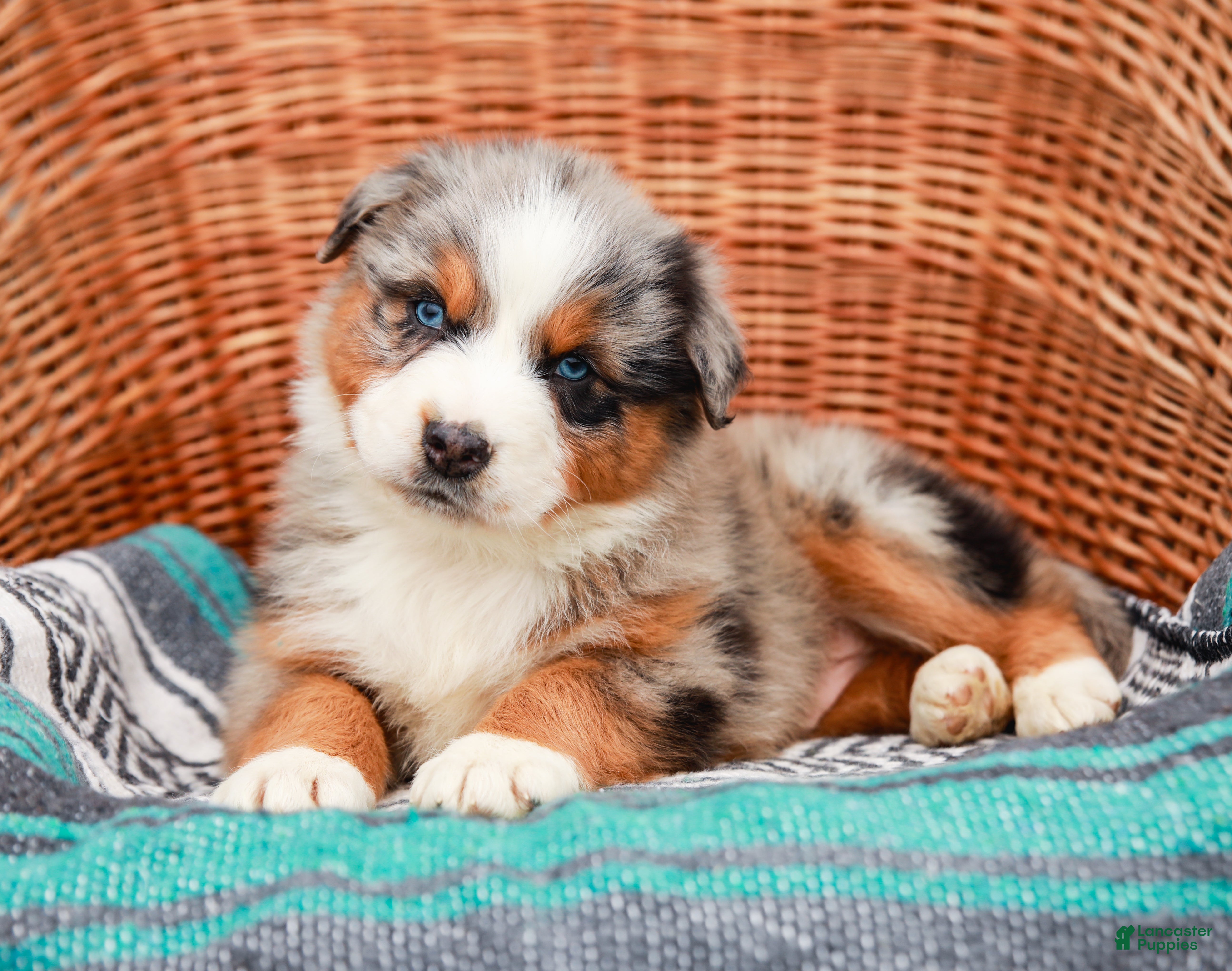 Australian Shepherd dogs Scamper - Ad 2