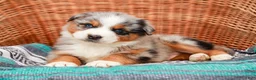 Australian Shepherd dogs for sale: Scamper - Ad 2