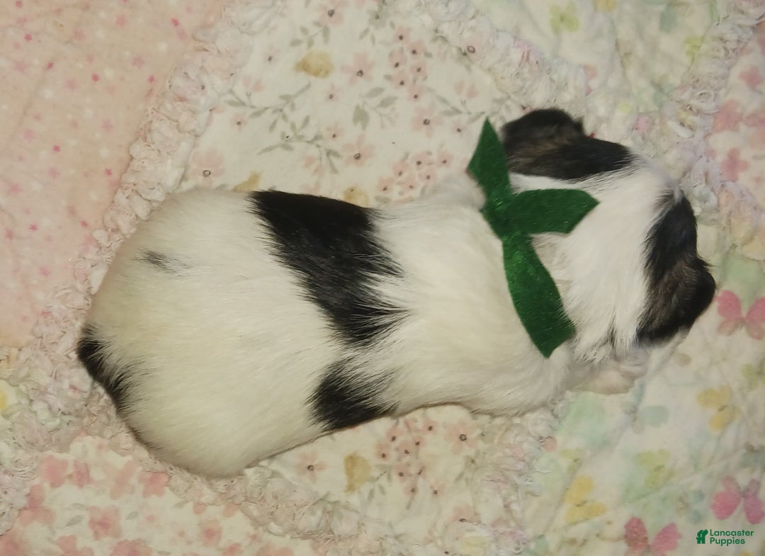 Miniature Schnauzer dogs for sale: Mia's Green Ribbon Boy  - Ad 4