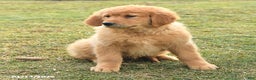 Golden Retriever dogs for sale: Quinten - Ad 2