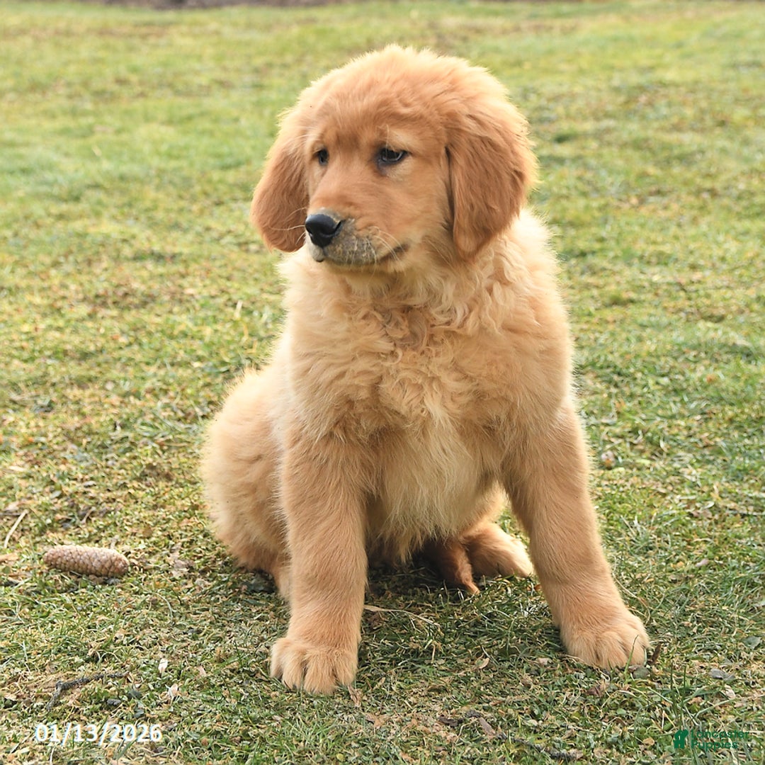 Golden Retriever dogs for sale: Quinten - Ad 2