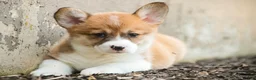 Welsh Corgi Pembroke dogs for sale: Lucky Charm Welsh Corgi Pembroke  - Ad 6