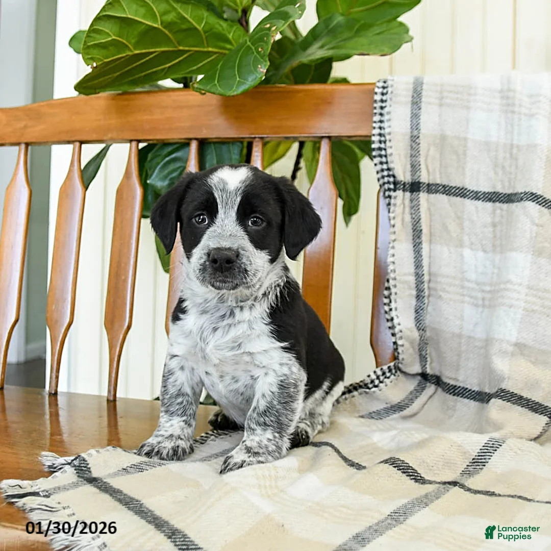 Mixed Breed dogs for sale: Skipper - Ad 1