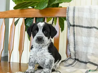 Mixed Breed dogs Skipper - Ad 9