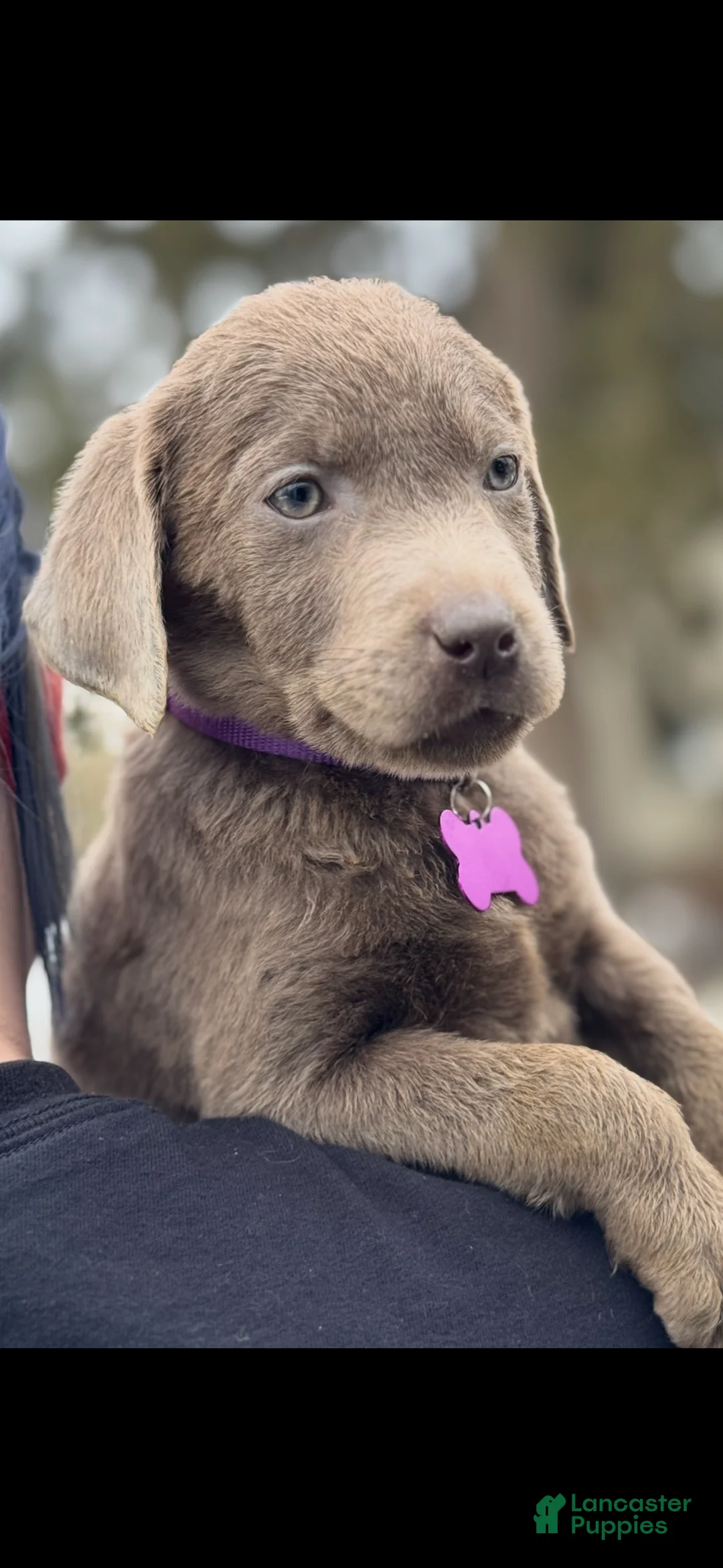 Labrador Retriever dogs for sale: Labrador Retriever Puppy 1 - Ad 9