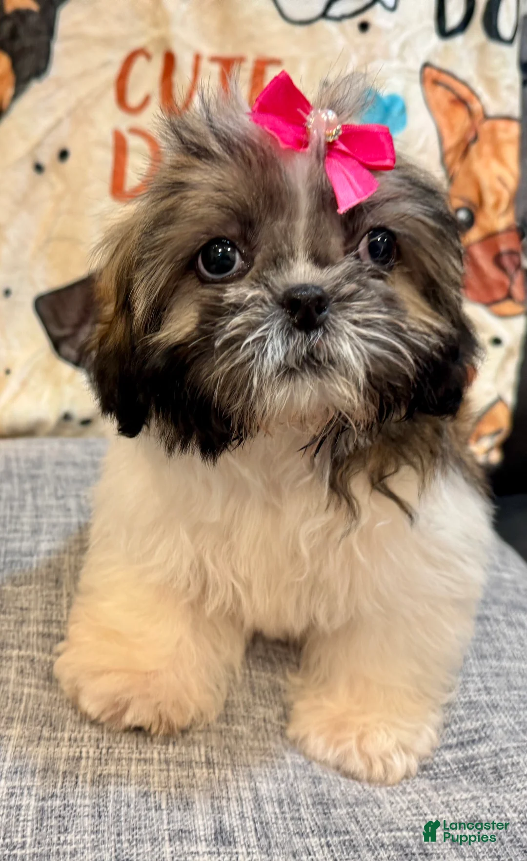 Shih Tzu dogs for sale: Lydia - Ad 2