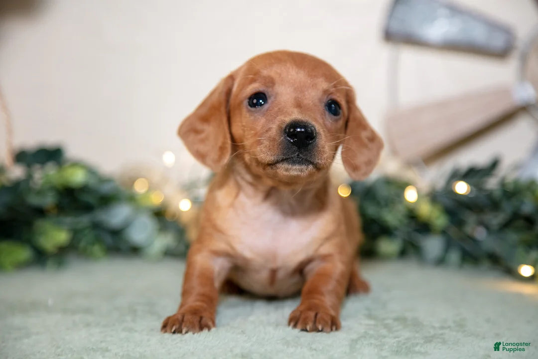 Miniature Dachshund dogs for sale: Sage - Ad 2
