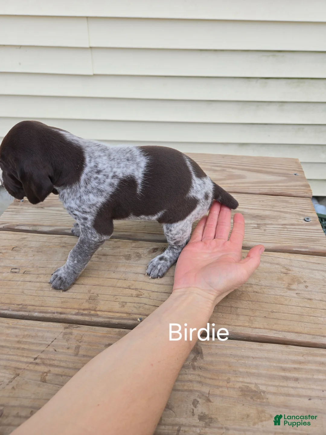 German Shorthaired Pointer dogs for sale: Birdie  - Ad 2