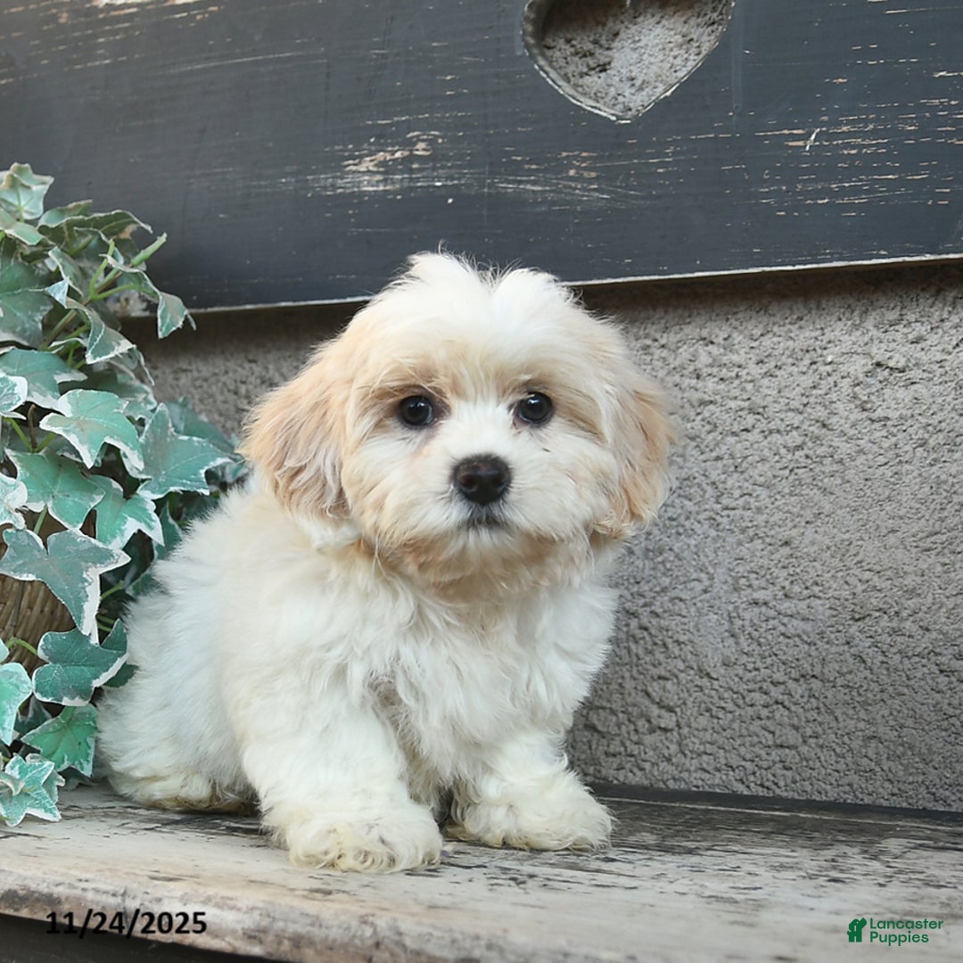 Bichpoo dogs for sale: Dylan  - Ad 4