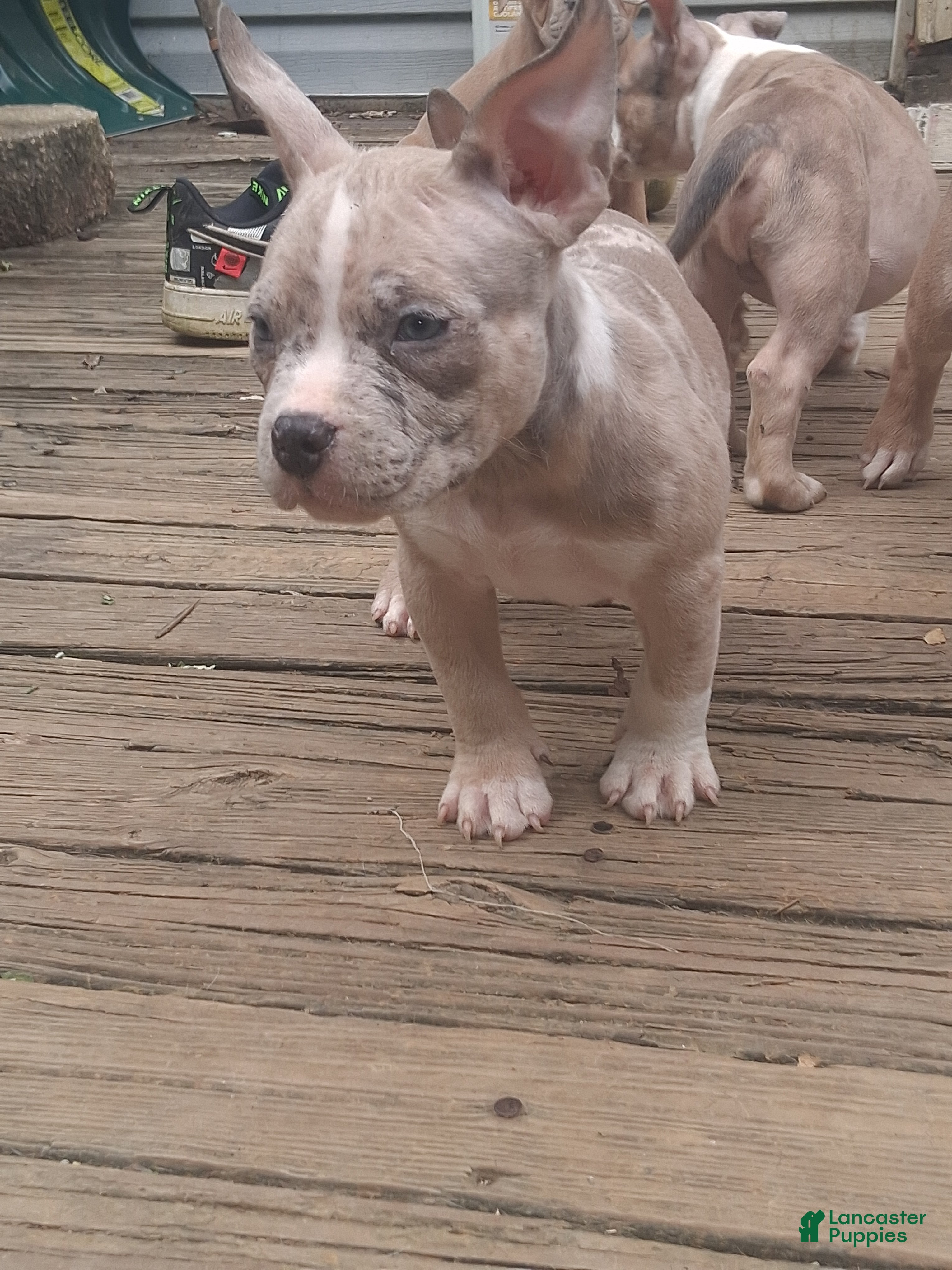 American Bully dogs American Bully 2 - Ad 11