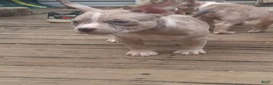 American Bully 2