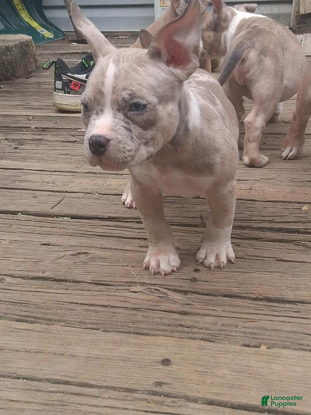 American Bully dogs for sale: American Bully 2 - Ad 1