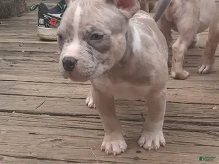 American Bully dogs American Bully 2 - Ad 11