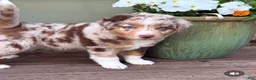 Miniature Australian Shepherd dogs for sale: Hooligans Red Merle Male 1 - Ad 2